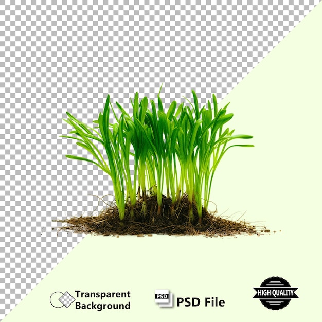 Realistic Grass Texture PSD Illustration HighQuality Design on Transparent Background