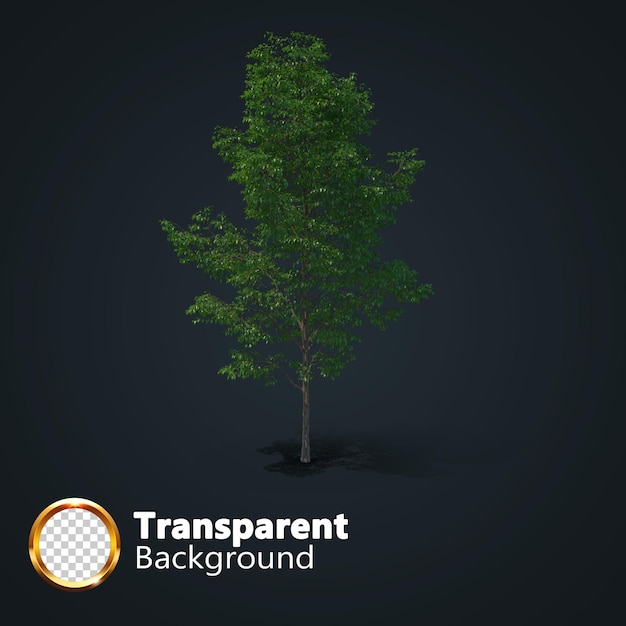 Realistic tree transparent with an isolated image of single Isometric tree png