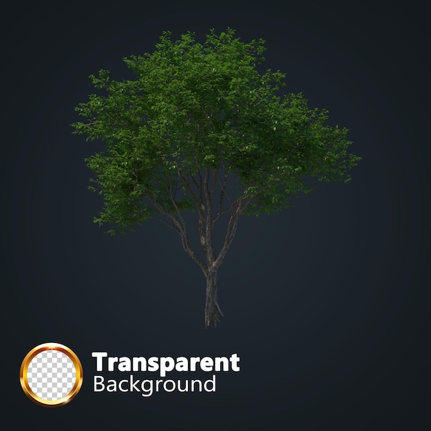 Realistic tree transparent with an isolated image of single Isometric tree png