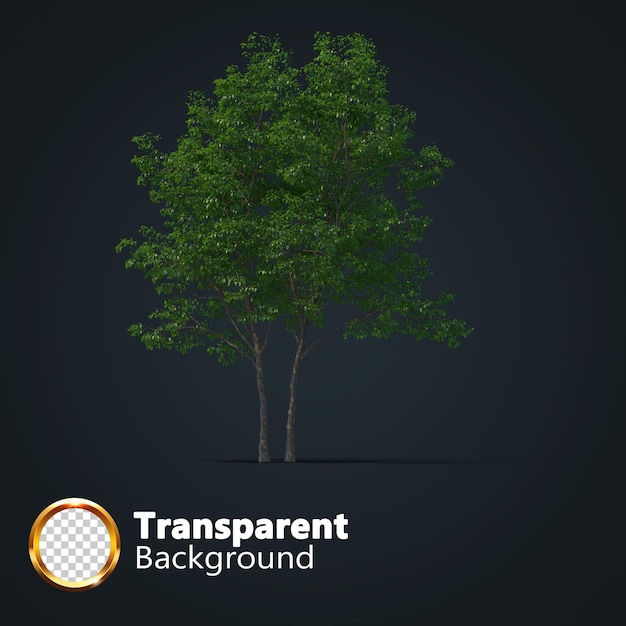 Realistic tree transparent with an isolated image of single Isometric tree png
