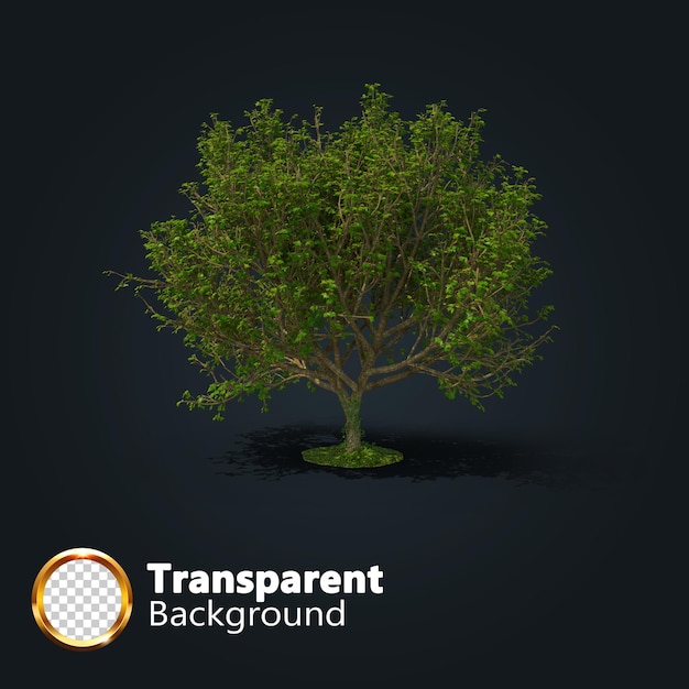 Realistic tree transparent with an isolated image of single Isometric tree png