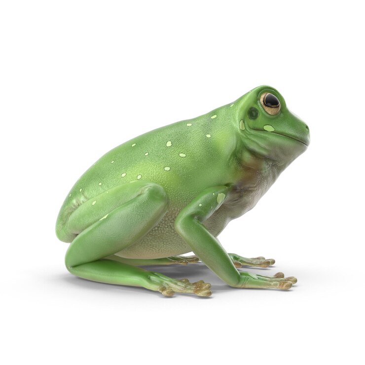 PSD realistico 3d green tree frog psd file dettagliata fauna selvatica e arte anfibia