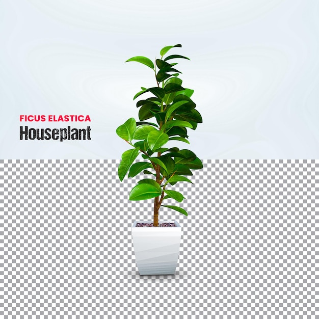 Realistische 3d-darstellung der zimmerpflanze ficus elastica premium psd