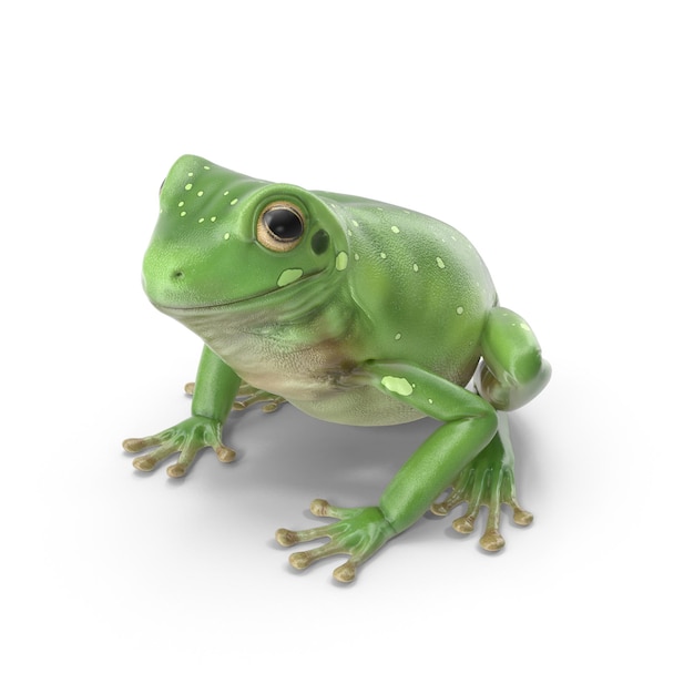 Realistische 3D-Green Tree Frog PSD-Dateien detaillierte Wildtiere und Amphibienkunst