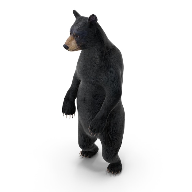 Realistische 3D-Standschwarzbären-PSD-Dateien detaillierte Wildtiere und Tierkunst