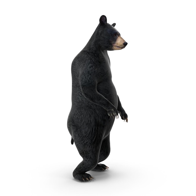 Realistische 3D-Standschwarzbären-PSD-Dateien detaillierte Wildtiere und Tierkunst