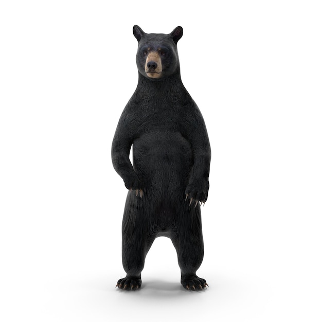 Realistische 3D-Standschwarzbären-PSD-Dateien detaillierte Wildtiere und Tierkunst