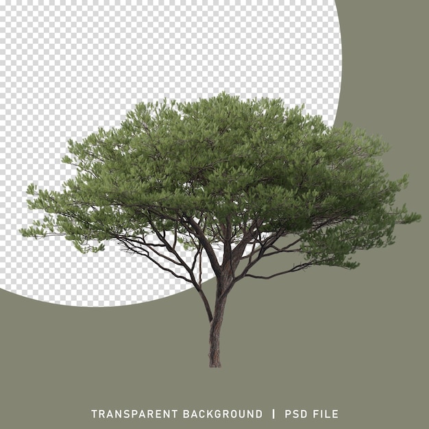 Realistischer 3D-gerenderter riesiger, großer Baum mit einem transparenten PNG-Hintergrund