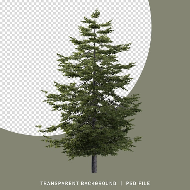 PSD realistischer 3d-gerenderter riesiger, großer baum mit einem transparenten png-hintergrund