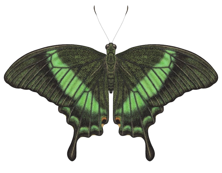 PSD realistischer aquarell-schmetterling papilio palinurus isolierter transparenter hintergrund
