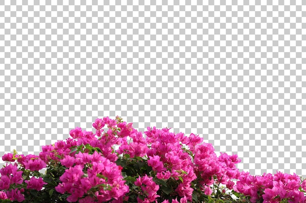 Realistischer bougainvillea-vordergrund isoliert