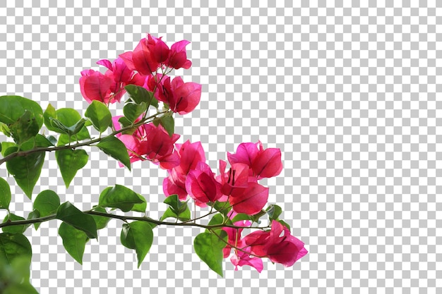 Realistischer Bougainvillea-Vordergrund isoliert