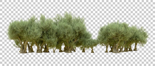Realistischer grüner Wald isoliert auf dem Hintergrund 3D-Rendering-Illustration