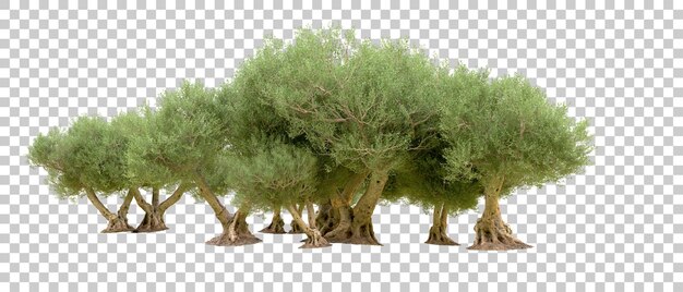 Realistischer grüner Wald isoliert auf dem Hintergrund 3D-Rendering-Illustration