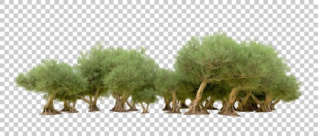 Realistischer grüner Wald isoliert auf dem Hintergrund 3D-Rendering-Illustration