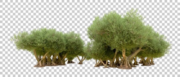 Realistischer grüner Wald isoliert auf dem Hintergrund 3D-Rendering-Illustration
