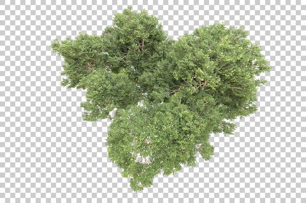 Realistischer Wald isoliert auf transparentem Hintergrund 3D-Rendering-Illustration