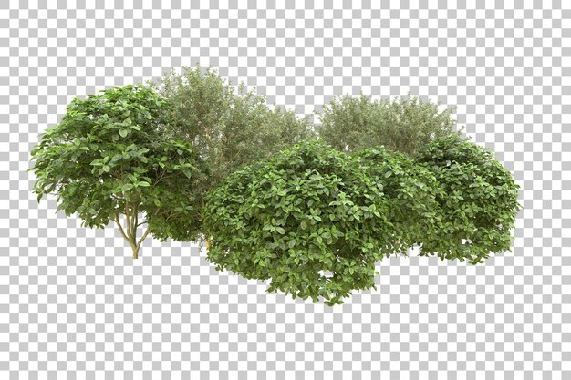 Realistischer Wald isoliert auf transparentem Hintergrund 3D-Rendering-Illustration