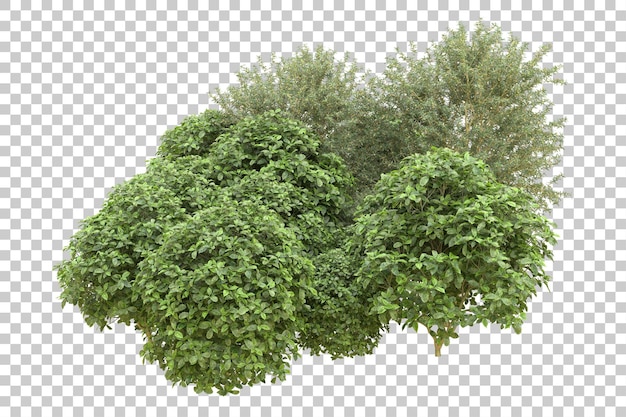 Realistischer Wald isoliert auf transparentem Hintergrund 3D-Rendering-Illustration
