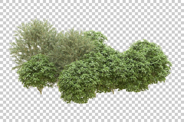 Realistischer Wald isoliert auf transparentem Hintergrund 3D-Rendering-Illustration