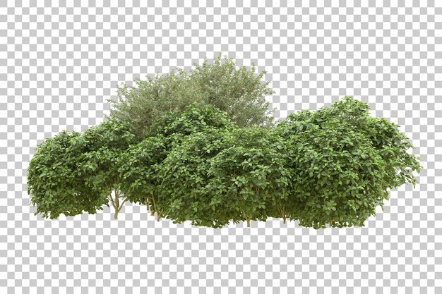 Realistischer Wald isoliert auf transparentem Hintergrund 3D-Rendering-Illustration