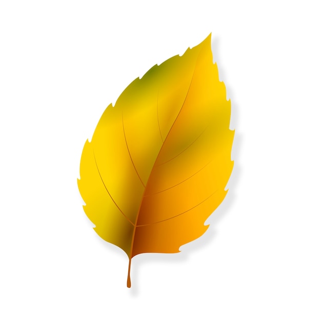 Realistisches Herbstblatt isoliert