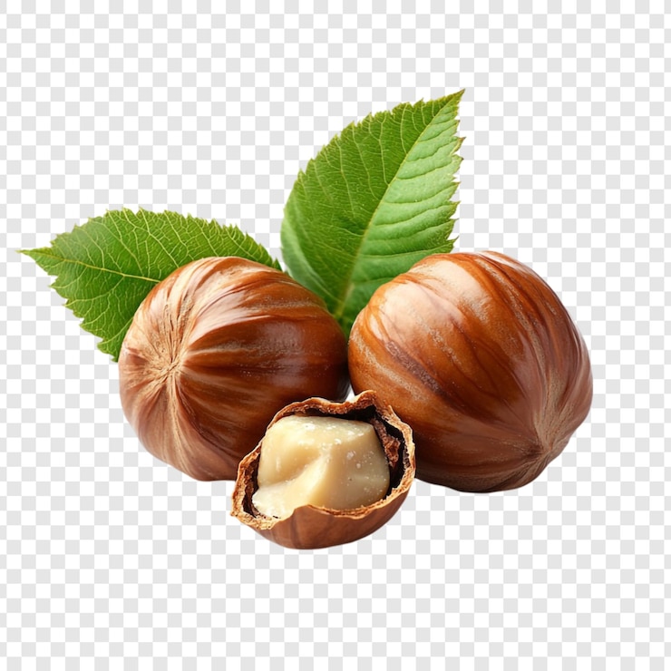 PSD la récolte des noisettes une vue rapprochée de noisettes fraîches aux feuilles vertes luxuriantes