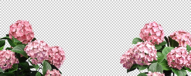 Recortar flor rosa floreciente romance floral primer plano fondo transparente 3d ilustración