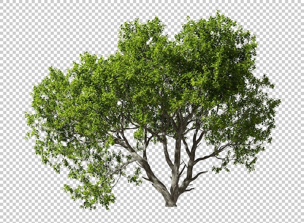 PSD recorte abstrato de formas livres de árvores únicas em fundos transparentes renderização em 3d