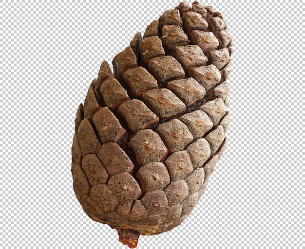 recorte de foto de cono de pino aislado real