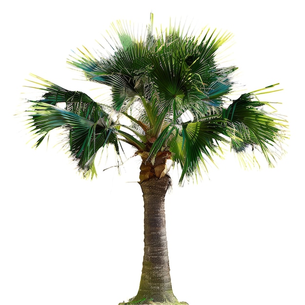 recorte Livistona_Chinensis_Chinese_Fan_Palma de fondo transparente