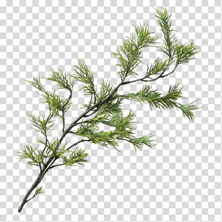 PSD un recorte de png de ramas de pino aislado sobre un fondo transparente