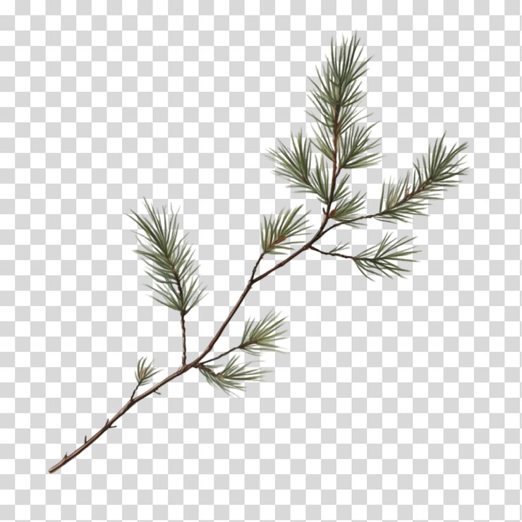 PSD un recorte de png de ramas de pino aislado sobre un fondo transparente
