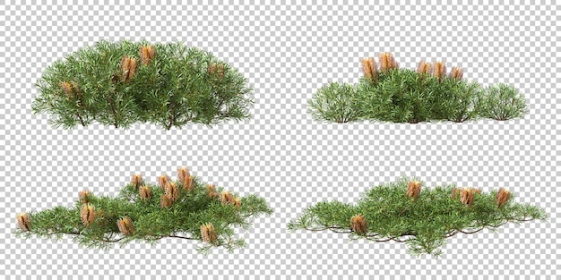 Recorte de pradera de hierba tropical florido aislado sobre fondos transparentes representación 3d