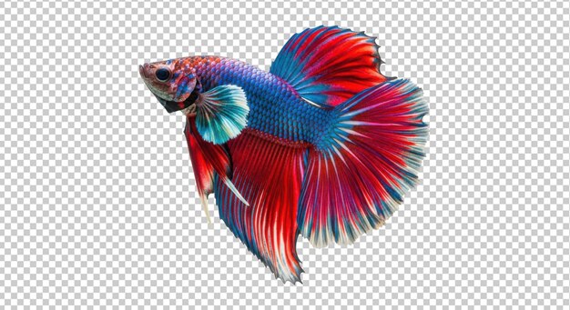 Red and blue betta fish elegantly swims against a pure white backdrop in great detail