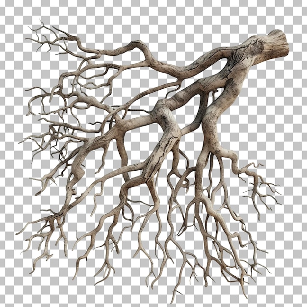Red de raíces desnudas de árboles aisladas en un fondo transparente