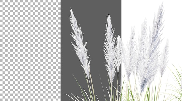 Reed Meadow auf durchsichtigem Hintergrund PNG 3D-Rendering