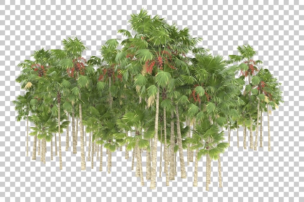 Regenwald auf transparentem Hintergrund. 3D-Rendering - Abbildung