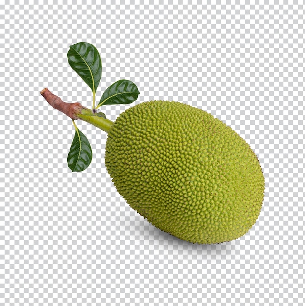 Reife Jackfrucht isoliert Premium PSD