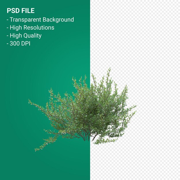 Render 3d de árbol aislado sobre fondo transparente