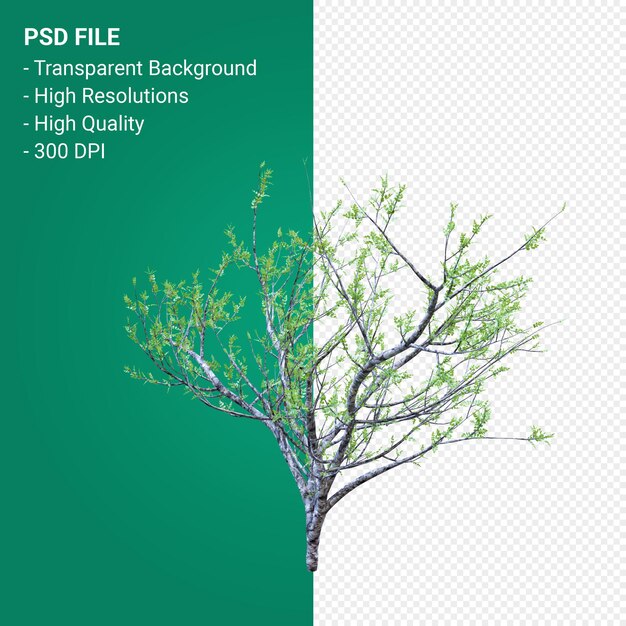 Render 3d de árbol aislado
