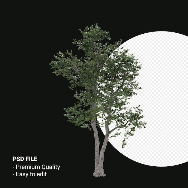 Render 3d del árbol de Camptotheca Acuminata aislado sobre fondo transparente
