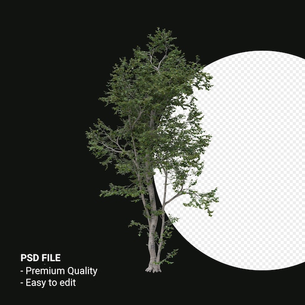 Render 3d del árbol de Camptotheca Acuminata aislado sobre fondo transparente