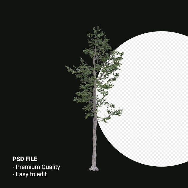Render 3d del árbol de Camptotheca Acuminata aislado sobre fondo transparente