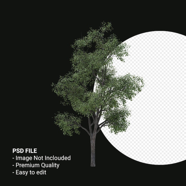 Render 3d de árbol joven Celtis Occidentalis aislado sobre fondo transparente