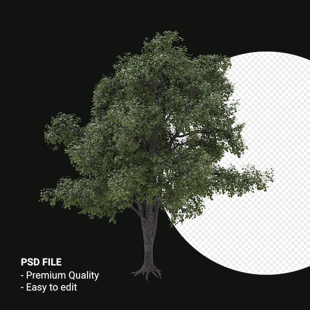 Render 3d de árbol joven Celtis Occidentalis aislado sobre fondo transparente