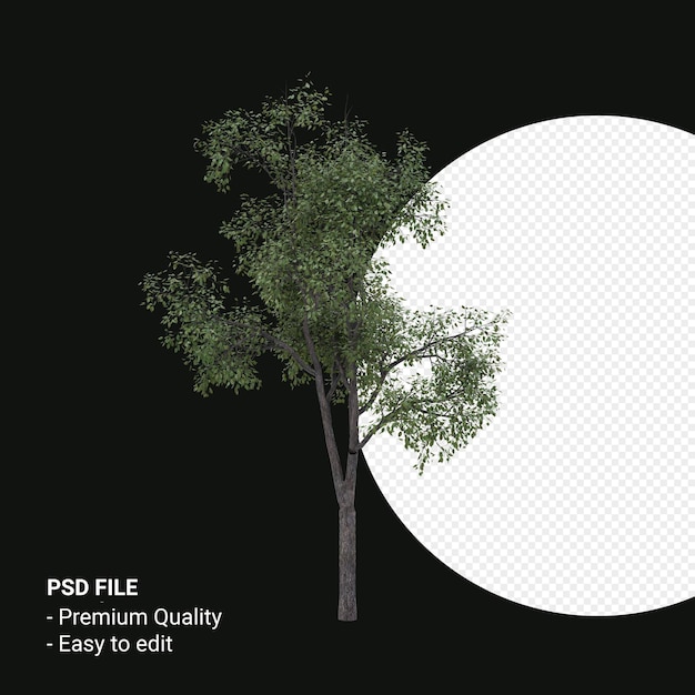 Render 3d de árbol joven Celtis Occidentalis aislado sobre fondo transparente