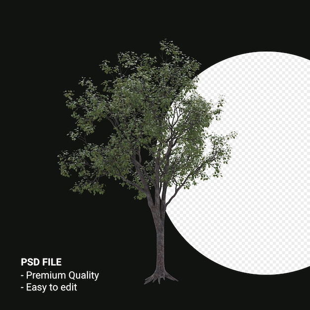 Render 3d de árbol joven celtis occidentalis aislado sobre fondo transparente