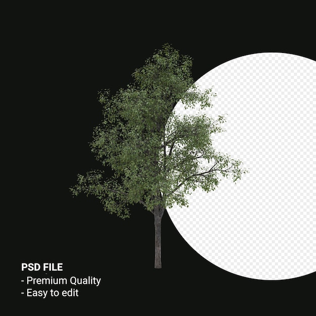 Render 3d de árbol joven Celtis Occidentalis aislado sobre fondo transparente