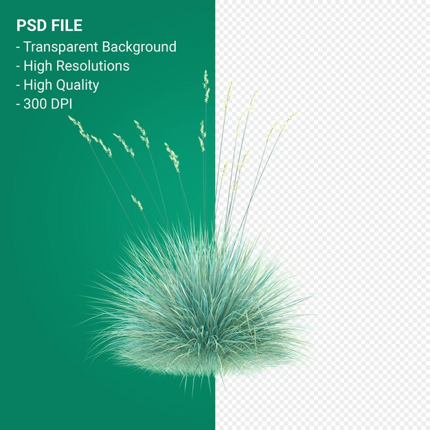 Render 3d de árbol de Muhlenbergia Rigen aislado sobre fondo transparente